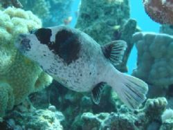 Masked puffer endemic to the Red sea. Photo was taken wit... by Anel Van Veelen 